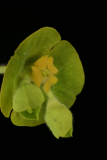 Euphorbia characias subsp. wulfenii RCP4-09 136.jpg